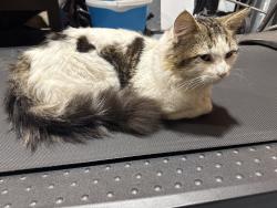 Found/Stray Unknown Cat last seen walmart supercentre 127st, Edmonton, AB 