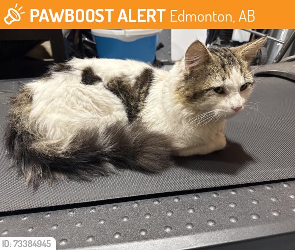 Found/Stray Unknown Cat last seen walmart supercentre 127st, Edmonton, AB 