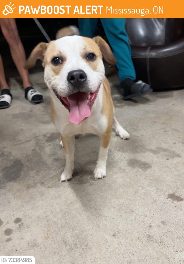 Found/Stray Male Dog last seen Mavis rd, Mississauga, ON 