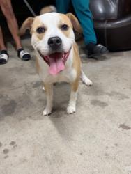 Found/Stray Male Dog last seen Mavis rd, Mississauga, ON 