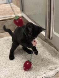 Found/Stray Female Cat last seen Tokalon Park - 7100 Tokalon Dr, Dallas, TX 75214, Dallas, TX 75214