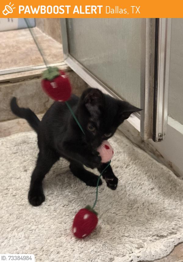 Found/Stray Female Cat last seen Tokalon Park - 7100 Tokalon Dr, Dallas, TX 75214, Dallas, TX 75214