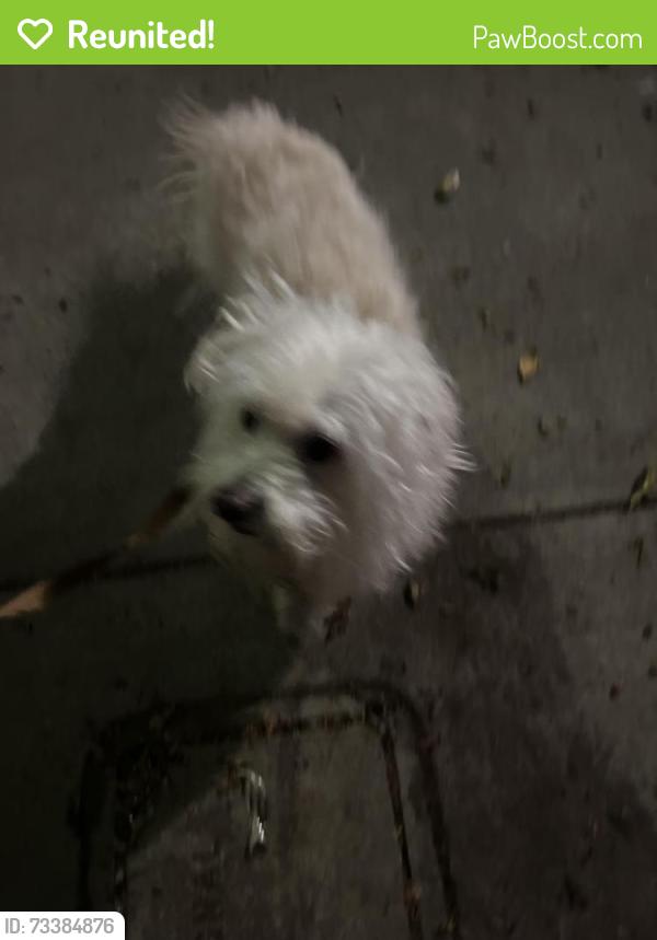 Reunited Male Dog last seen Colorado ave and Princeton st, Santa Monica, CA 90404