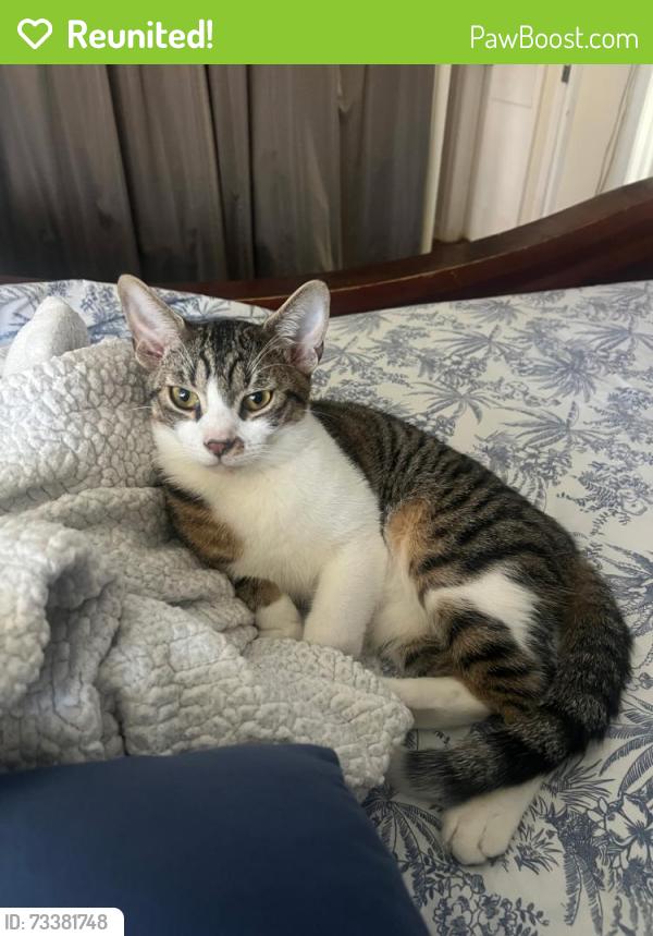 Reunited Male Cat last seen Spruce, West Palm Beach, FL 33407