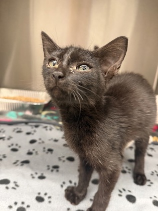 Shelter Stray Unknown Cat last seen Near catalina cir, Atlanta, GA, 1251 Fulton Industrial Blvd NW, Atlanta, GA 30336, USA
