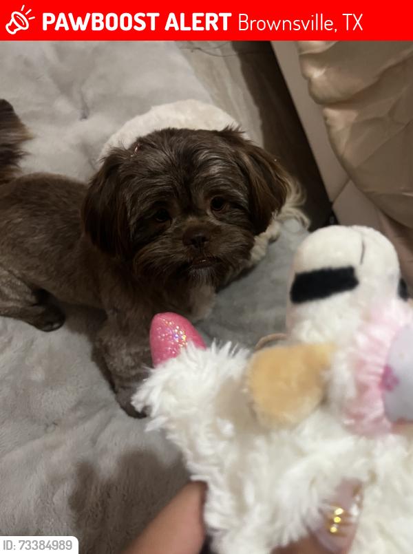 Lost Female Dog last seen Casa Blanca Dr, Brownsville, TX 78521