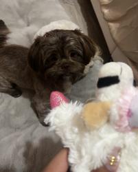 Lost Female Dog last seen Casa Blanca Dr, Brownsville, TX 78521