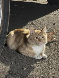Found/Stray Unknown Cat last seen W Sacramento & nord., Chico, CA 95926