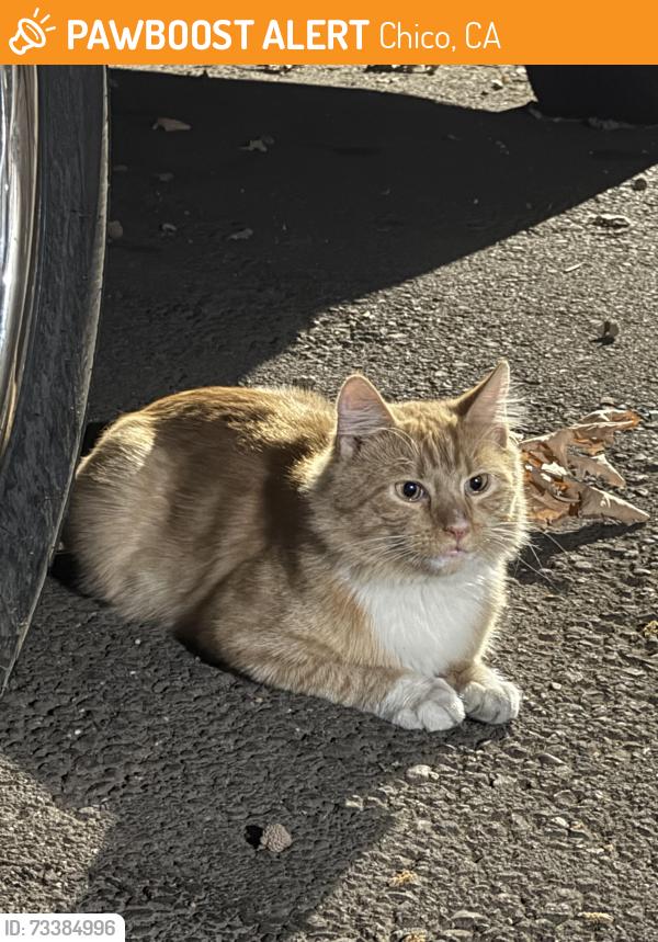 Found/Stray Unknown Cat last seen W Sacramento & nord., Chico, CA 95926