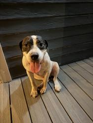 Found/Stray Male Dog last seen 4th Avenue, Georgetown, TX 78626