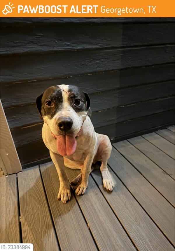 Found/Stray Male Dog last seen 4th Avenue, Georgetown, TX 78626