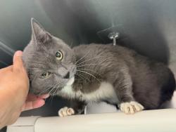 Shelter Stray Female Cat last seen Near Lott Avenue, BROOKLYN, NY, 11212, 326 E 110th St, New York, NY 10029, USA