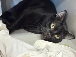Shelter Stray Male Cat last seen Apt 3K,616 E 139th Street, BRONX, NY, 10454, 326 E 110th St, New York, NY 10029, USA