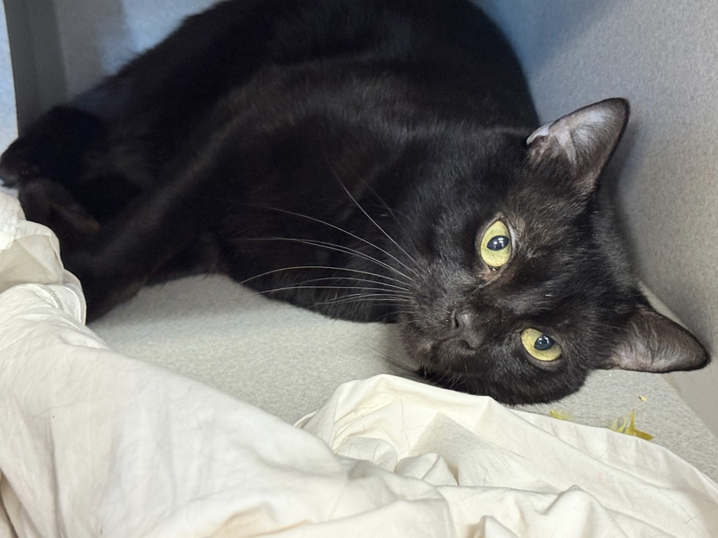Shelter Stray Male Cat last seen Apt 3K,616 E 139th Street, BRONX, NY, 10454, 326 E 110th St, New York, NY 10029, USA