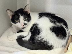 Shelter Stray Female Cat last seen Update later, NEW YORK, NY, 10029, 326 E 110th St, New York, NY 10029, USA