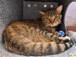 Shelter Stray Male Cat last seen Near 5th Avenue, NEW YORK, NY, 10029, 326 E 110th St, New York, NY 10029, USA