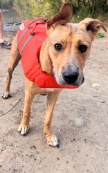 Reunited Female Dog last seen Near SE McLoughlin Blvd, Milwaukie, OR 97222, USA, Milwaukie, OR 97222