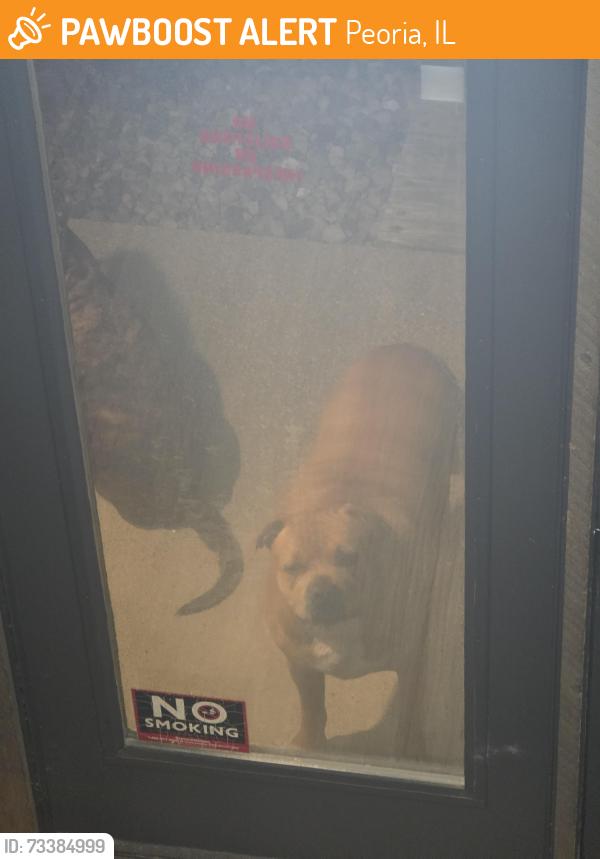 Found/Stray Unknown Dog last seen Near W HOLLOW CREEK Dr, Peoria, IL 61615