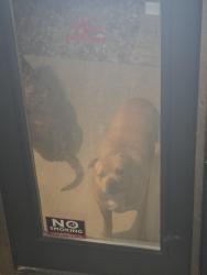 Found/Stray Unknown Dog last seen Near W HOLLOW CREEK Dr, Peoria, IL 61615