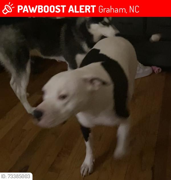 Lost Male Dog last seen Melville st graham nc, Graham, NC 27253