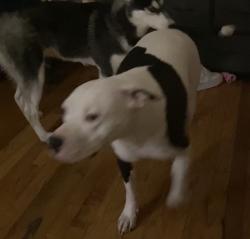 Lost Male Dog last seen Melville st graham nc, Graham, NC 27253