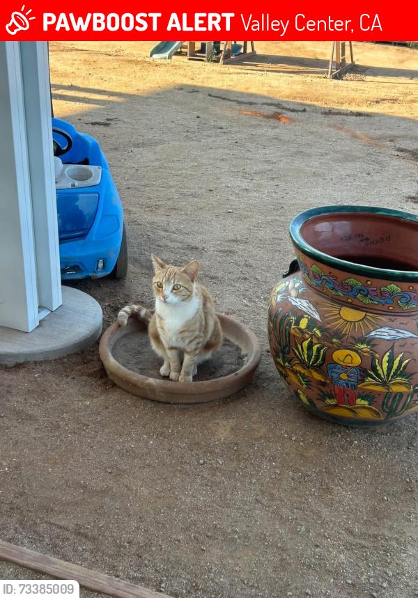 Lost Female Cat last seen Close to Debi lane, Valley Center, CA 92082