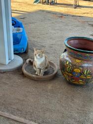 Lost Female Cat last seen Close to Debi lane, Valley Center, CA 92082