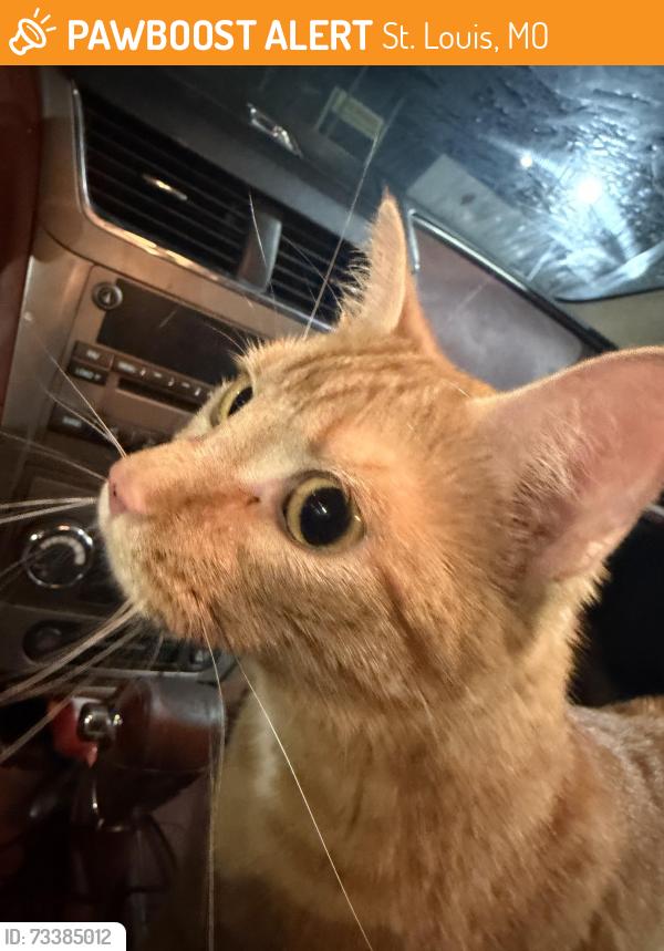 Found/Stray Unknown Cat last seen Ted Dru‘s on Grand, St. Louis, MO 63118