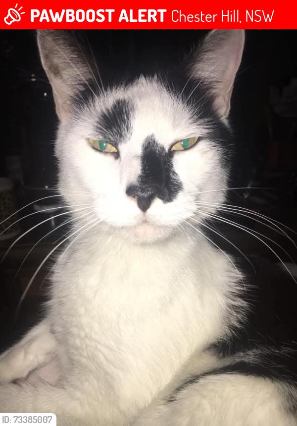Lost Male Cat last seen Campbell hill rd, Chester Hill, NSW 2162