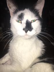 Lost Male Cat last seen Campbell hill rd, Chester Hill, NSW 2162