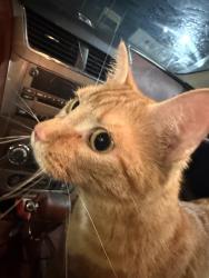 Found/Stray Unknown Cat last seen Ted Dru‘s on Grand, St. Louis, MO 63118