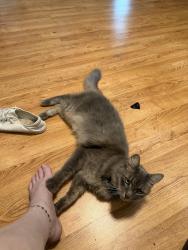 Lost Male Cat last seen Brandi Lane and Cedar Lane, Montgomery County, TX 77303