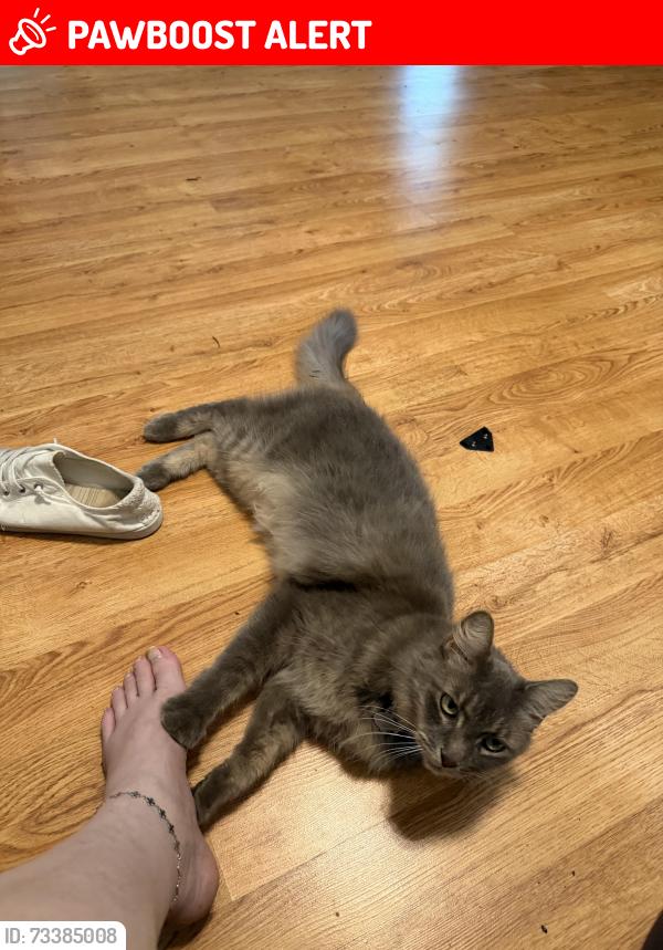 Lost Male Cat last seen Brandi Lane and Cedar Lane, Montgomery County, TX 77303