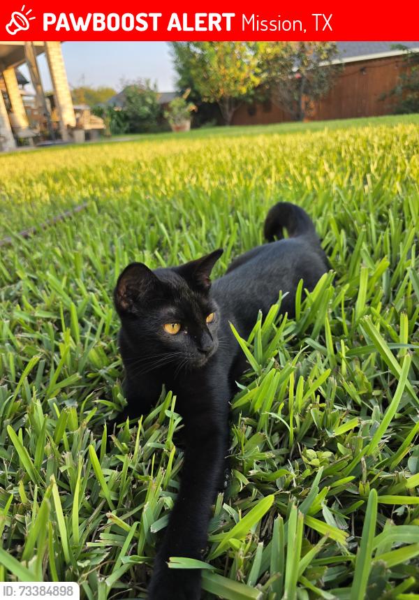 Lost Female Cat last seen Near Pebble Dr., Mission, TX 78574