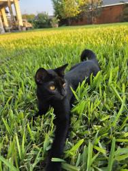 Lost Female Cat last seen Near Pebble Dr., Mission, TX 78574
