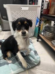 Found/Stray Female Dog last seen Nations Tobin park, El Paso, TX 79924