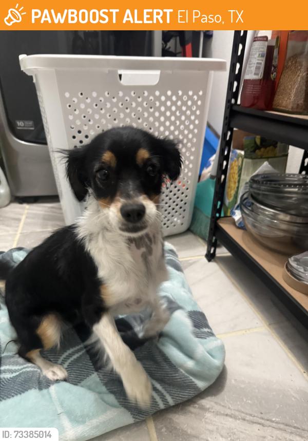 Found/Stray Female Dog last seen Nations Tobin park, El Paso, TX 79924