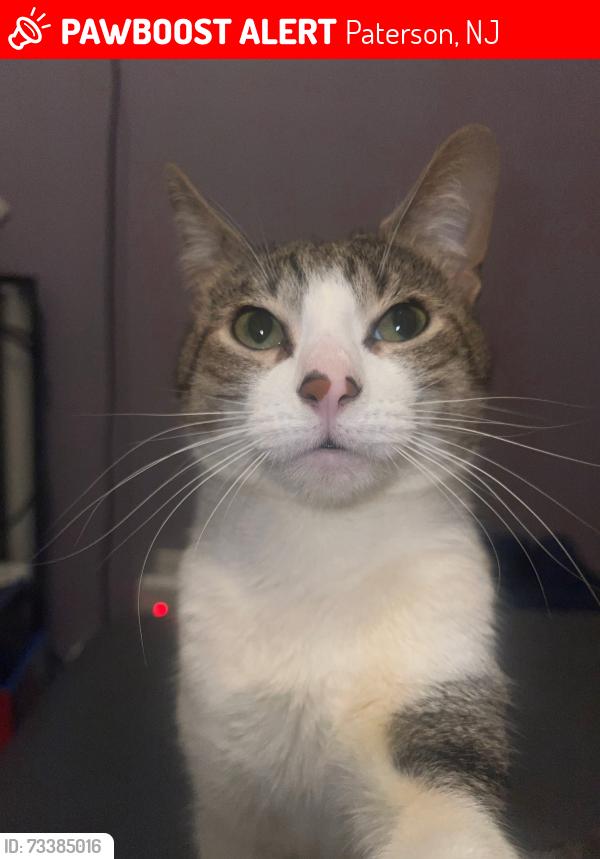Lost Male Cat last seen Around great falls area, Paterson, NJ 07501