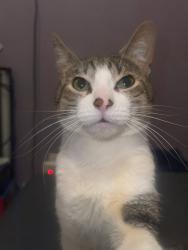 Lost Male Cat last seen Around great falls area, Paterson, NJ 07501