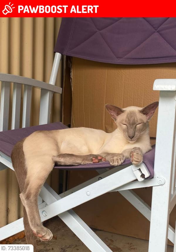 Lost Male Cat last seen Parfrey Rd, Rochedale South, QLD 4123