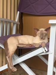 Lost Male Cat last seen Parfrey Rd, Rochedale South, QLD 4123