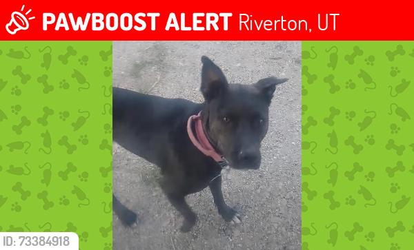 Lost Female Dog last seen Near West, Riverton, UT 84065