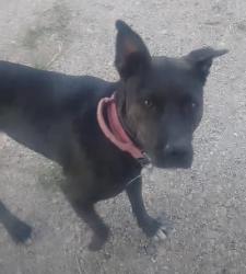 Lost Female Dog last seen Near West, Riverton, UT 84065