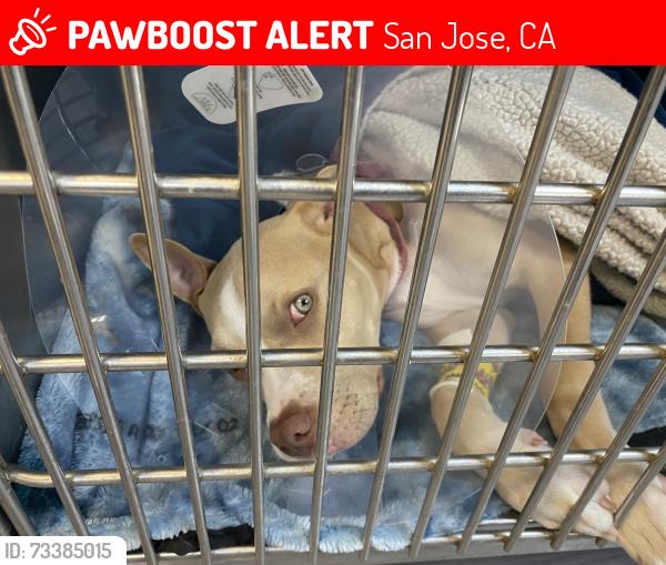 Lost Female Dog last seen Sancarlos race street / San Carlos/ meridian, San Jose, CA 95126