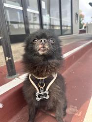 Lost Male Dog last seen Address: 7370 S La Tijera Blvd, Los Angeles, CA 90045, Los Angeles, CA 90045