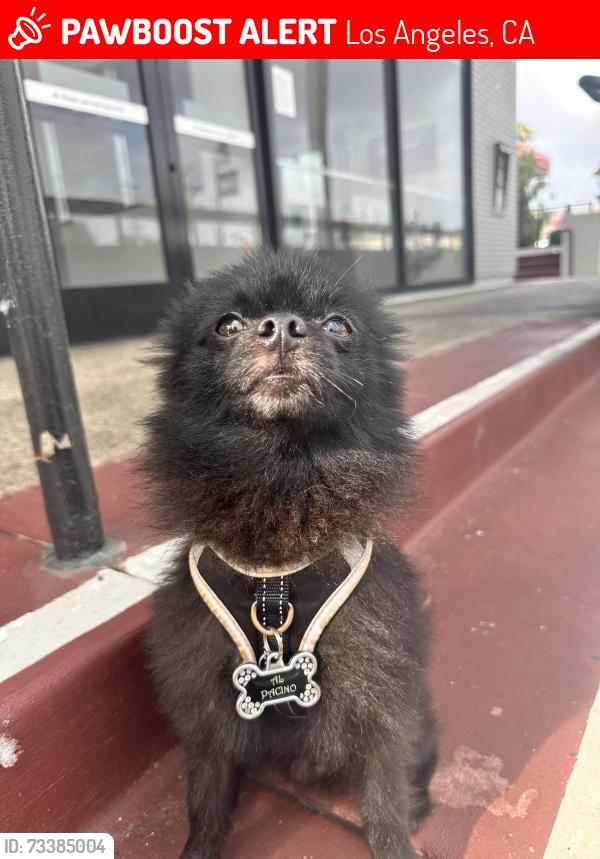 Lost Male Dog last seen Address: 7370 S La Tijera Blvd, Los Angeles, CA 90045, Los Angeles, CA 90045