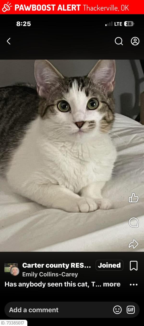 Lost Female Cat last seen Us hwy 77 by the dollar general in thackerville, Thackerville, OK 73459