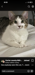 Lost Female Cat last seen Us hwy 77 by the dollar general in thackerville, Thackerville, OK 73459