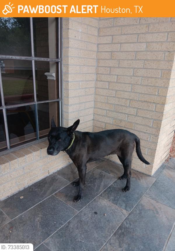 Found/Stray Female Dog last seen Synott Rd at Synott Hall, Houston, TX 77082