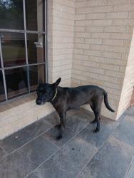 Found/Stray Female Dog last seen Synott Rd at Synott Hall, Houston, TX 77082